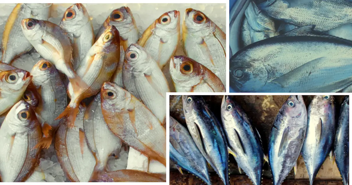 The 10 Best Bangladeshi Fish Market in USA